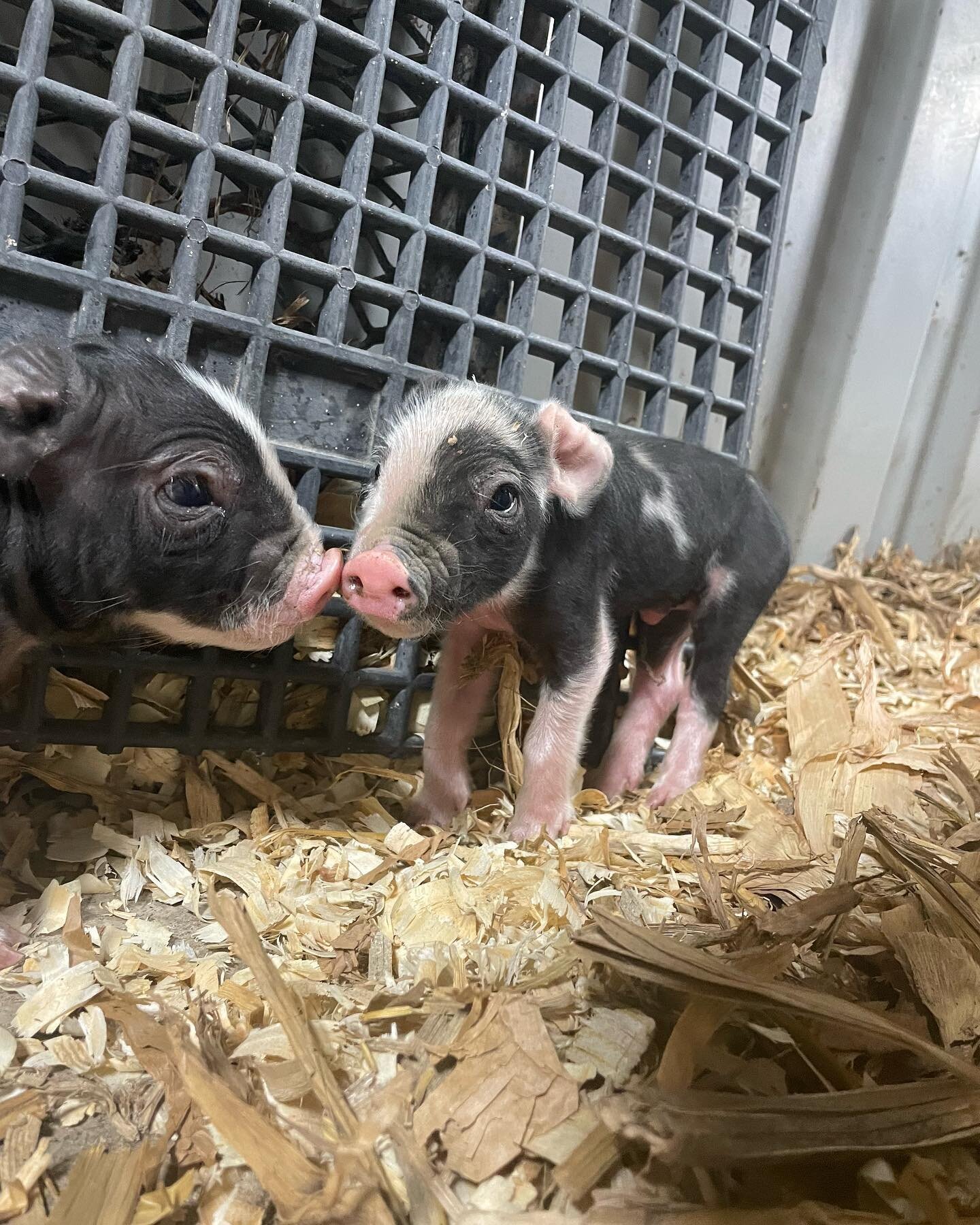 New babies on the farm!